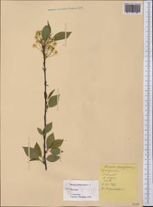 Prunus pensylvanica L. fil., America (AMER) (United States)
