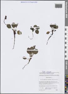 Pyrola asarifolia subsp. incarnata (DC.) A.E.Murray, Siberia, Yakutia (S5) (Russia)