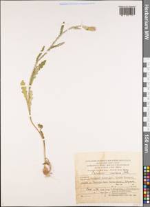 Carduus pycnocephalus subsp. cinereus (M. Bieb.) Davis, Middle Asia, Kopet Dag, Badkhyz, Small & Great Balkhan (M1) (Turkmenistan)