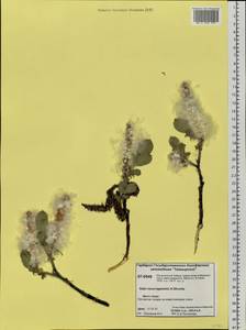 Salix recurvigemmata A. K. Skvortsov, Siberia, Central Siberia (S3) (Russia)