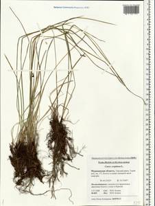 Carex cespitosa L., Eastern Europe, Northern region (E1) (Russia)