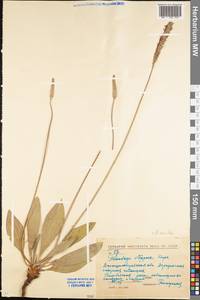 Plantago urvillei Opiz, Eastern Europe, North Ukrainian region (E11) (Ukraine)