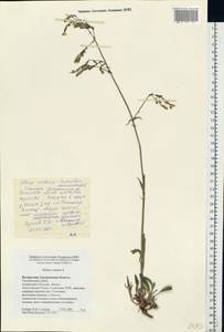 Silene nutans, Eastern Europe, Belarus (E3a) (Belarus)