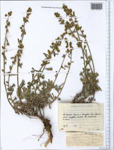 Artemisia kruhsiana Besser, Siberia, Yakutia (S5) (Russia)