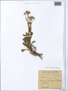 Tanacetum millefolium (L.) Tzvelev, Crimea (KRYM) (Russia)