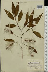 Salix pentandra L., Eastern Europe, Moscow region (E4a) (Russia)