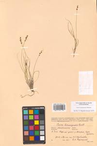Carex bonanzensis Britton, Siberia, Chukotka & Kamchatka (S7) (Russia)