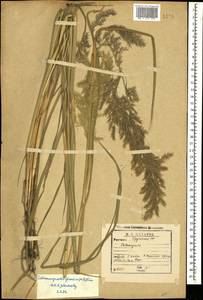 Calamagrostis pseudophragmites (Haller f.) Koeler, Caucasus, Georgia (K4) (Georgia)