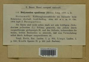 Geheebia spadicea (Mitt.) R.H. Zander, Bryophytes, Bryophytes - Western Europe (BEu) (Austria)