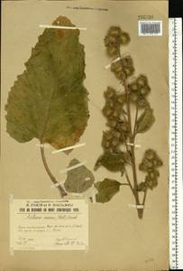 Arctium minus (Hill) Bernh., Eastern Europe, Volga-Kama region (E7) (Russia)