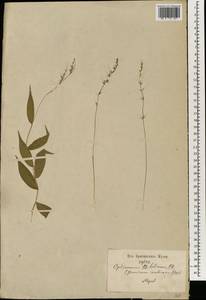 Oplismenus hirtellus (L.) P.Beauv., South Asia, South Asia (Asia outside ex-Soviet states and Mongolia) (ASIA) (Nepal)