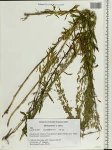 Silene tatarica (L.) Pers., Eastern Europe, Central forest region (E5) (Russia)