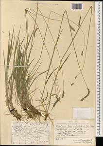 Hordeum brevisubulatum (Trin.) Link, Mongolia (MONG) (Mongolia)