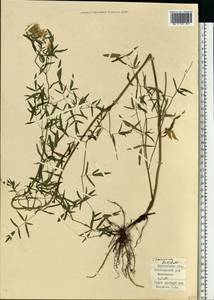 Thalictrum lucidum L., Eastern Europe, Moscow region (E4a) (Russia)