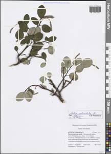 Salix reticulata L., Siberia, Central Siberia (S3) (Russia)
