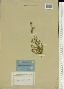 Medicago ruthenica (L.) Trautv., Siberia, Baikal & Transbaikal region (S4) (Russia)