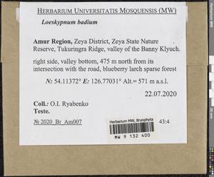 Loeskypnum badium (Hartm.) H.K.G. Paul, Bryophytes, Bryophytes - Russian Far East (excl. Chukotka & Kamchatka) (B20) (Russia)