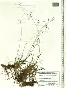 Luzula parviflora (Ehrh.) Desv., Siberia, Central Siberia (S3) (Russia)