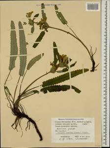 Betonica nivea subsp. ossetica (Bornm.) Krestovsk., Caucasus, North Ossetia, Ingushetia & Chechnya (K1c) (Russia)