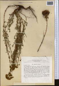 Hypericum scabrum L., Middle Asia, Western Tian Shan & Karatau (M3) (Tajikistan)