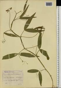 Lathyrus sylvestris L., Eastern Europe, Moscow region (E4a) (Russia)