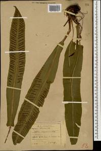 Asplenium scolopendrium subsp. scolopendrium, Caucasus, Abkhazia (K4a) (Abkhazia)