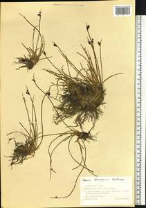 Juncus beringensis Buchenau, Siberia, Chukotka & Kamchatka (S7) (Russia)