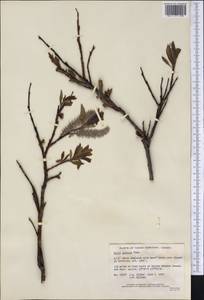 Salix pulchra Cham., America (AMER) (Canada)