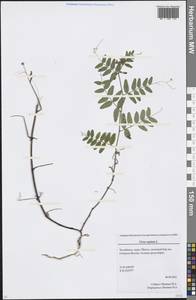 Vicia sepium L., Eastern Europe, Eastern region (E10) (Russia)