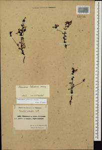 Pedicularis pennellii Hultén, Siberia, Chukotka & Kamchatka (S7) (Russia)