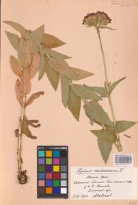 Silene chalcedonica (L.) E.H.L.Krause, Eastern Europe, Eastern region (E10) (Russia)