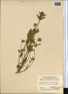 Gentianella turkestanorum (Gandoger) Holub, Middle Asia, Pamir & Pamiro-Alai (M2) (Kyrgyzstan)