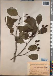 Alnus glutinosa (L.) Gaertn., Caucasus, Krasnodar Krai & Adygea (K1a) (Russia)