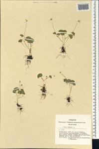 Viola biflora L., Siberia, Altai & Sayany Mountains (S2) (Russia)