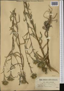 Carlina biebersteinii subsp. brevibracteata (Andrae) K. Werner, Western Europe (EUR) (Hungary)