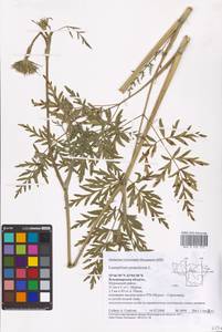 Silphiodaucus prutenicus subsp. prutenicus, Eastern Europe, Central region (E4) (Russia)