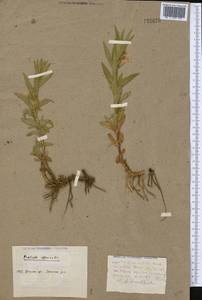 Gratiola officinalis L., Middle Asia, Caspian Ustyurt & Northern Aralia (M8) (Kazakhstan)