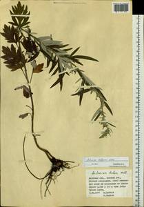 Artemisia koidzumii Nakai, Siberia, Russian Far East (S6) (Russia)