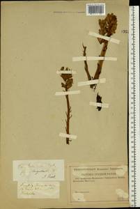 Orobanche alba, Eastern Europe, Central forest-and-steppe region (E6) (Russia)