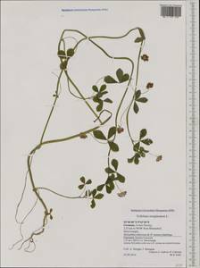 Trifolium resupinatum L., Western Europe (EUR) (Germany)