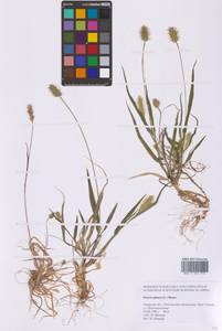 Setaria pumila (Poir.) Roem. & Schult., Siberia, Russian Far East (S6) (Russia)