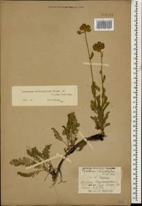 Tanacetum aureum (Lam.) Greuter, M. V. Agab. & Wagenitz, Caucasus, Armenia (K5) (Armenia)