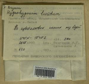 Hygrohypnum luridum (Hedw.) Jenn., Bryophytes, Bryophytes - Permsky Krai, Udmurt Republic, Sverdlovsk & Kirov Oblasts (B8) (Russia)