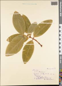 Magnoliopsida, Australia & Oceania (AUSTR) (Samoa)