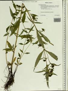 Bidens cernua L., Eastern Europe, Central region (E4) (Russia)