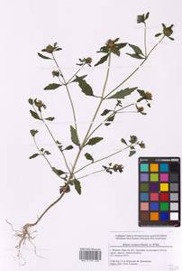 Bidens connata Muhl. ex Willd., Eastern Europe, Central forest region (E5) (Russia)