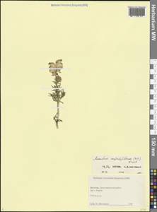 Aconitum confertiflorum (DC.) Gáyer, Caucasus, Dagestan (K2) (Russia)
