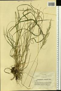 Calamagrostis obtusata Trin., Siberia, Altai & Sayany Mountains (S2) (Russia)