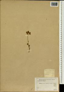 Trifolium scabrum L., South Asia, South Asia (Asia outside ex-Soviet states and Mongolia) (ASIA) (Iran)
