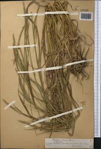 Elymus drobovii (Nevski) Tzvelev, Middle Asia, Northern & Central Tian Shan (M4) (Kazakhstan)